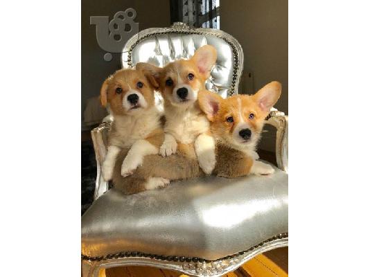 PoulaTo: welsh corgi